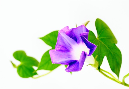 朝顔のつぼみ の写真素材 画像素材 Image