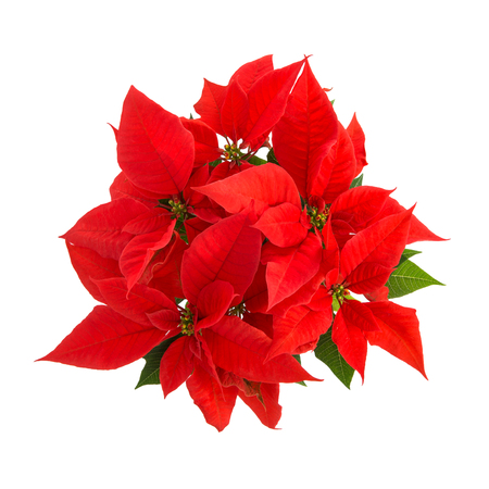 緑の葉と赤いポインセチア クリスマスの花は 白い背景で隔離 トップ ビュー の写真素材 画像素材 Image