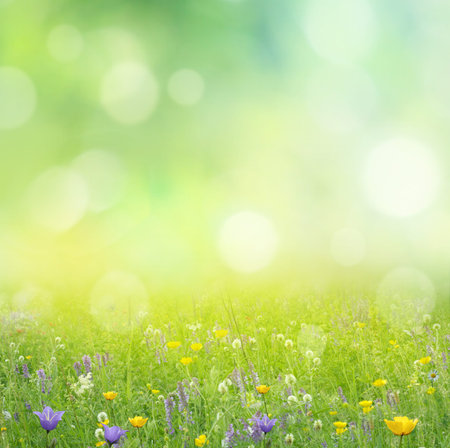 野生の花の美しい春花草原の写真素材・画像素材 Image 35243056
