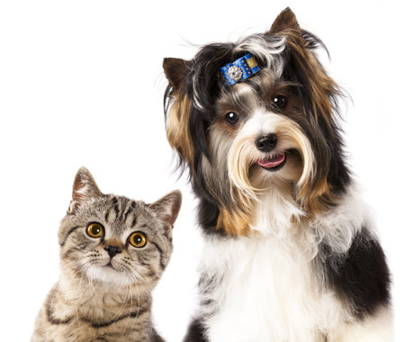 Cat and dog, British kitten and beaver yorkshire terrier