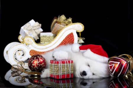 white puppy sleeping with a gift in paws