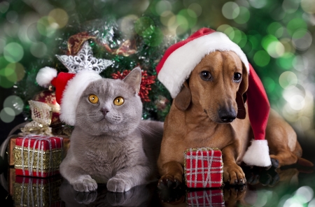British kitten and dog dachshund Stock Photo