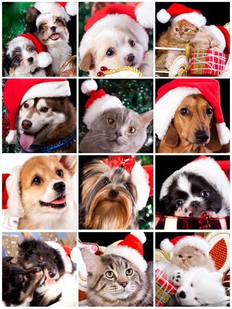 kitten and puppy with santa hats