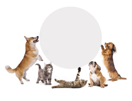 cats and dogs holding a cork banner