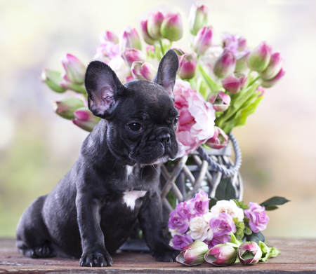French bulldog puppy and a bouquet of flowers Фото со стока