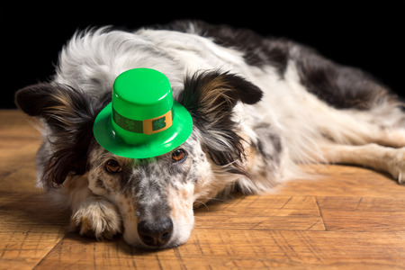 australian shepherd schnauzer mix australian shepherd mix images u0026 stock pictures royalty free australian shepherd schnauzer mix australian shepherd mix images u0026 stock pictures royalty free