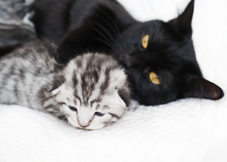 子猫は母親の猫と一緒に寝る 黒猫の縞模様の子猫 の写真素材 画像素材 Image 子猫は母親の猫と一緒に寝る 黒猫の縞模様の子猫 の写真素材 画像素材 Image