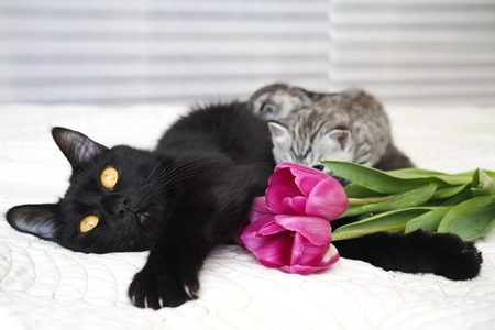 子猫と花を持つ美しい黒猫 の写真素材 画像素材 Image 子猫と花を持つ美しい黒猫 の写真素材 画像素材 Image