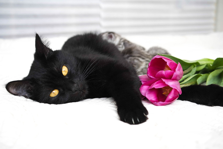 子猫と花を持つ美しい黒猫 の写真素材 画像素材 Image 子猫と花を持つ美しい黒猫 の写真素材 画像素材 Image