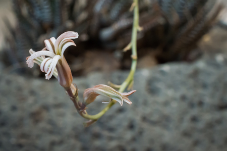 flor de cactus de cebra stock photo picture and royalty free image