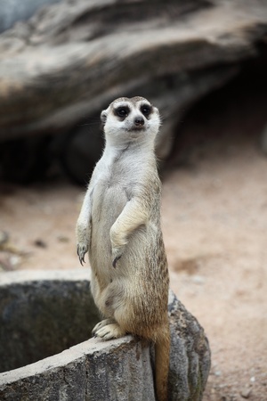 動物園のミーアキャット の写真素材 画像素材 Image 動物園のミーアキャット の写真素材 画像素材 Image