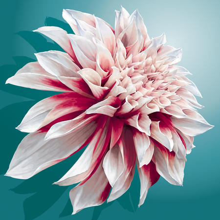 Vector dahlia flower on sea green background