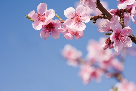 Beautiful colorful fresh spring flowers with clear blue sky. Фото со стока