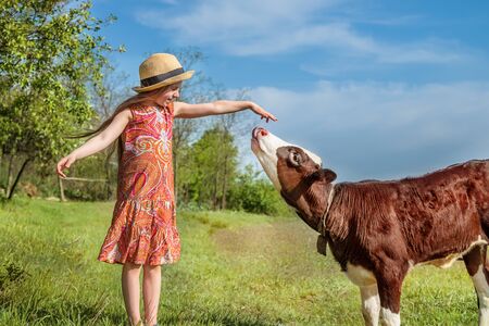 Little girl is stroking a calf in a field. sunny day