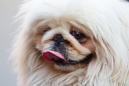 muzzle for pekingese