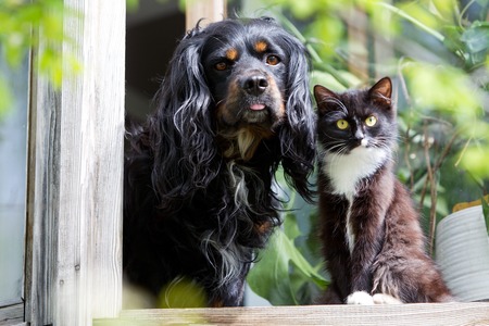 Cat and dog sitting on the windowsill Stock Photo