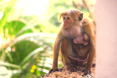 彼女の母親とかわいい赤ちゃん猿 コピー スペース の写真素材 画像素材 Image