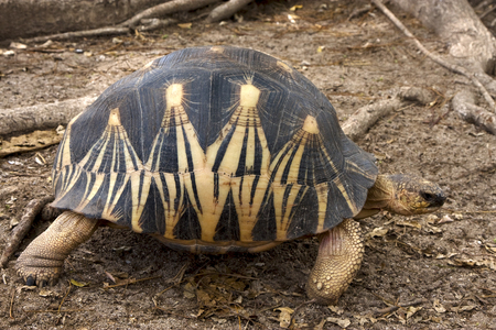A turtle's heart in madagascar nosy be Stock Photo