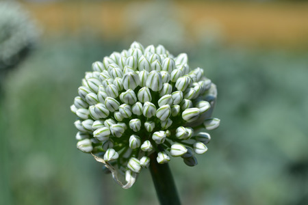 タマネギ種子 タマネギ頭 タマネギの花 多くの花 玉ねぎ 植物が植えられた緑のトランク タマネギの庭 玉ねぎ 庭 植物タマネギ タマネギ 収集 収集種子 多くの種 タマネギの花 咲く玉ねぎ 夏工場 食用工場 大規模な鬼男 の写真素材 画像素材 Image