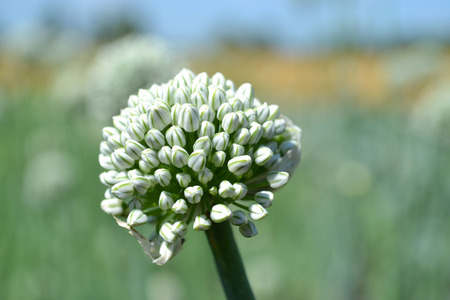 タマネギ種子 タマネギ頭 タマネギの花 多くの花 玉ねぎ 植物が植えられた緑のトランク タマネギの庭 玉ねぎ 庭 植物タマネギ タマネギ 収集 収集種子 多くの種 タマネギの花 咲く玉ねぎ 夏工場 食用工場 大規模な鬼男 の写真素材 画像素材 Image