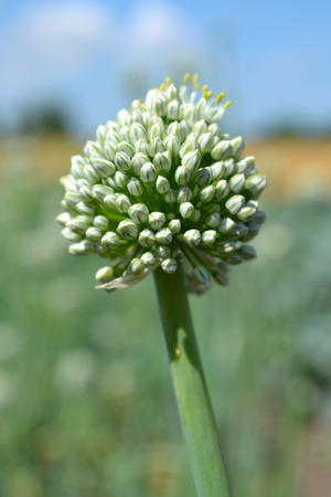 タマネギ種子 タマネギ頭 タマネギの花 多くの花 玉ねぎ 植物が植えられた緑のトランク タマネギの庭 玉ねぎ 庭 植物タマネギ タマネギ 収集 収集種子 多くの種 タマネギの花 咲く玉ねぎ 夏工場 食用工場 大規模な鬼男 の写真素材 画像素材 Image
