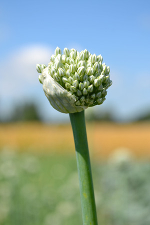 タマネギ種子 タマネギ頭 タマネギの花 多くの花 玉ねぎ 植物が植えられた緑のトランク タマネギの庭 玉ねぎ 庭 植物タマネギ タマネギ 収集 収集種子 多くの種 タマネギの花 咲く玉ねぎ 夏工場 食用工場 大規模な鬼男 の写真素材 画像素材 Image