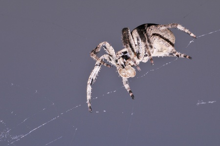 蜘蛛とクモの世界中知られている 350000 種類、中国の約 1000年種を