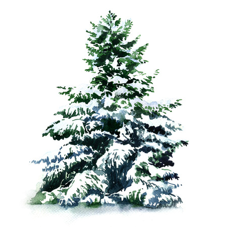 Christmas tree covered snow in winter isolated, watercolor painting on white background