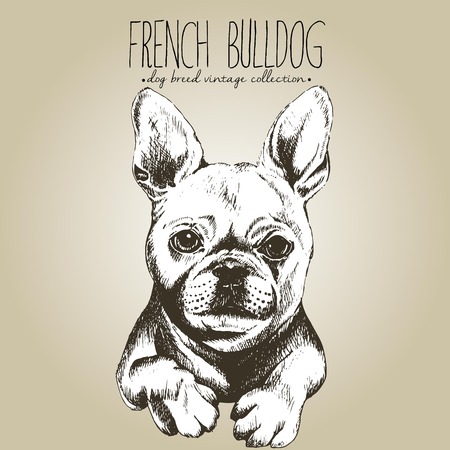 Vector Close Up Portrait De Bouledogue Francais Chiot Portant Le Foulard Et De Feuilles De Chene Oreilles Rouges Hand Drawn Domestique Illustration De Chien Bebe Il Fait Froid Dehors Automne Grave Drole Vector Close Up Portrait De Bouledogue Francais Chiot Portant Le Foulard Et De Feuilles De Chene Oreilles Rouges Hand Drawn Domestique Illustration De Chien Bebe Il Fait Froid Dehors Automne Grave Drole