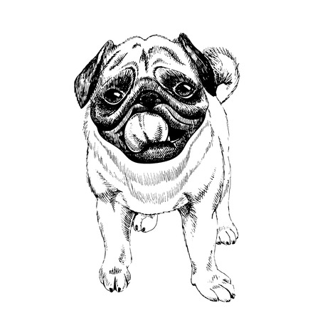 パグ犬の顔。ベクターの手描きイラスト。スケッチ。のイラスト