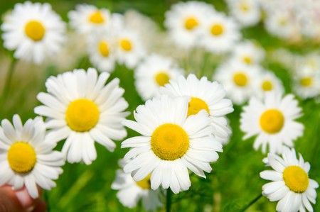 Many camomile flowers on wide field under midday sun