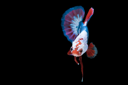ベタ魚 シャムと戦う魚 黒い背景に隔離されたベタの素晴らしさ の写真素材 画像素材 Image
