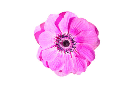 Pink flower from the top isolated on white background.
