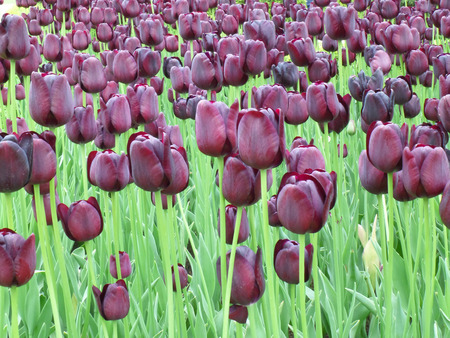 dark purple tulips at keukenhof garden the netherlands stock photo