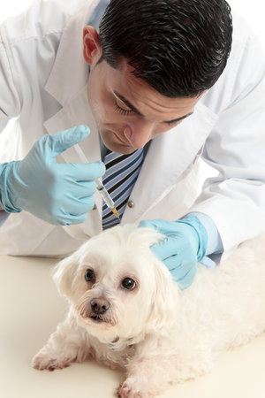 ペット犬の首の後ろの首筋に針の注射器を挿入する男性の獣医 の写真素材 画像素材 Image ペット犬の首の後ろの首筋に針の注射器を挿入する男性の獣医 の写真素材 画像素材 Image