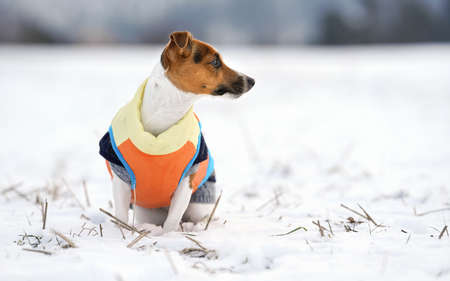 jack russell terrier winter jackets jack russell terrier winter jackets