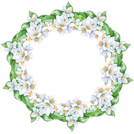 ジャスミンの花のフレーム 葉と花 分離されました 水彩イラスト の写真素材 画像素材 Image