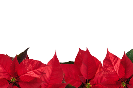 christmas border with red poinsettia flower euphorbia pulcherrima on white copy space for
