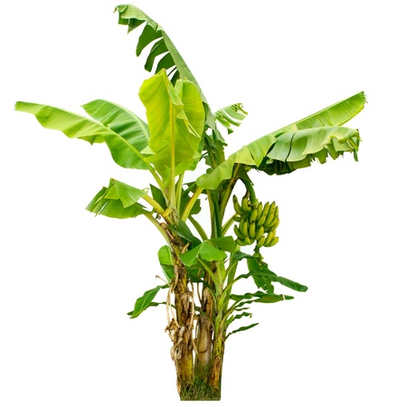 banana: cây chuối bị cô lập trên nền trắng Kho ảnh