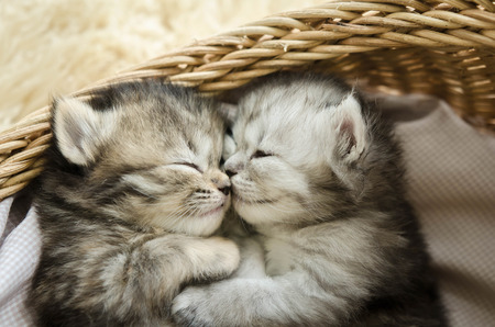 Cute tabby kittens sleeping and hugging in a basket