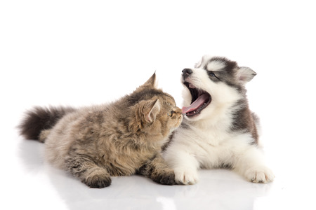 Cat and dog together lying on a white background,isolated