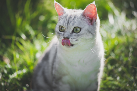 猫は、芝生の上の唇を舐めます。夏の日の緑の草の上を灰色の猫。自然 