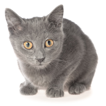 白地に小さなグレーのアメショー子猫嘘。の写真素材・画像素材