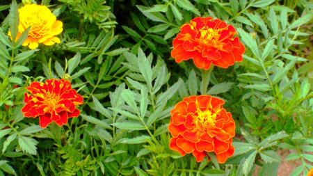 Carnation flowers or carnation (dianthus caryophyllus), indaiatuba, sao paulo, 2012