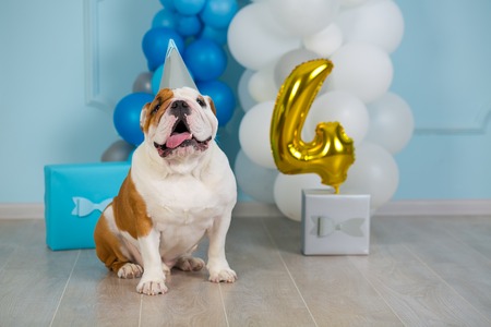 Cute english bulldog celebrating his 4 birthday party dog happy sitting in studio performance Фото со стока