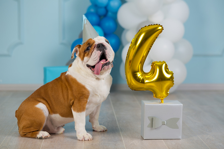 Cute english bulldog celebrating his 4 birthday party dog happy sitting in studio performance