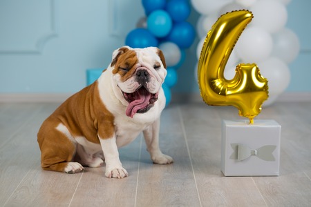 Cute english bulldog celebrating his 4 birthday party dog happy sitting in studio performance.
