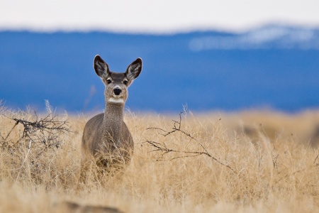 ミュールジカ ジューテリウム ドルノゴビ ミュール鹿は鹿という大規模なラバのような耳の西部の北アメリカに自生します の写真素材 画像素材 Image ミュールジカ ジューテリウム ドルノゴビ ミュール鹿は鹿という大規模なラバのような耳の西部の北アメリカに自生します の写真素材 画像素材 Image