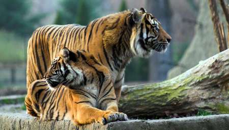 tiger, zoo, cats, cat, beauty, wildlife, white, feline, black, nature, pattern, siberian, striped, tigress, big, bengal, tigers, yawning, tongue, wildcat, agression, day, sitting, down, themes, carnivore, captivity, africa, one, teeth, dark, hunter, angry