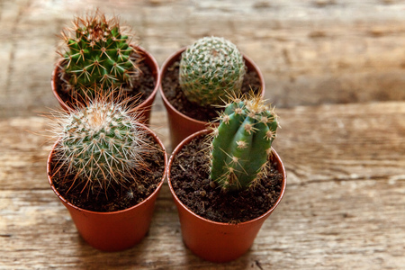 different cactus on wooden background ornamental plant on wood
